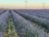 Butasi de lavanda  (lavandin super si grosso)