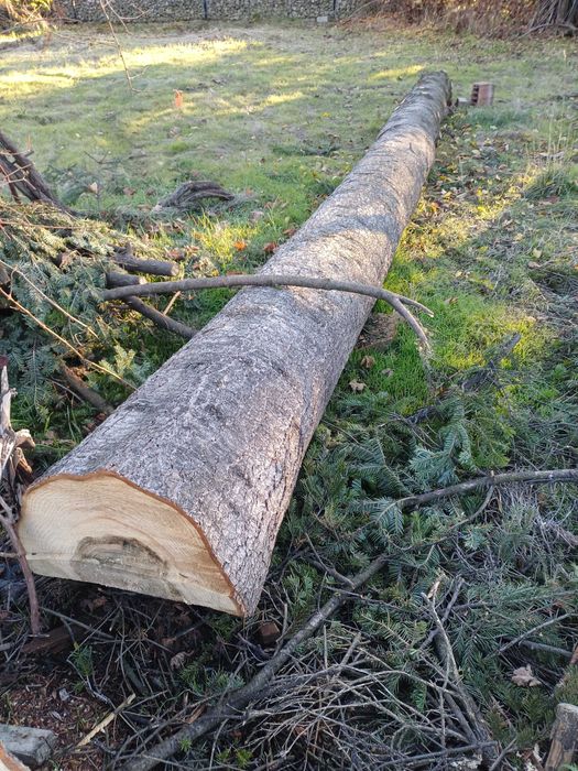 Борови трупи 3 броя - София