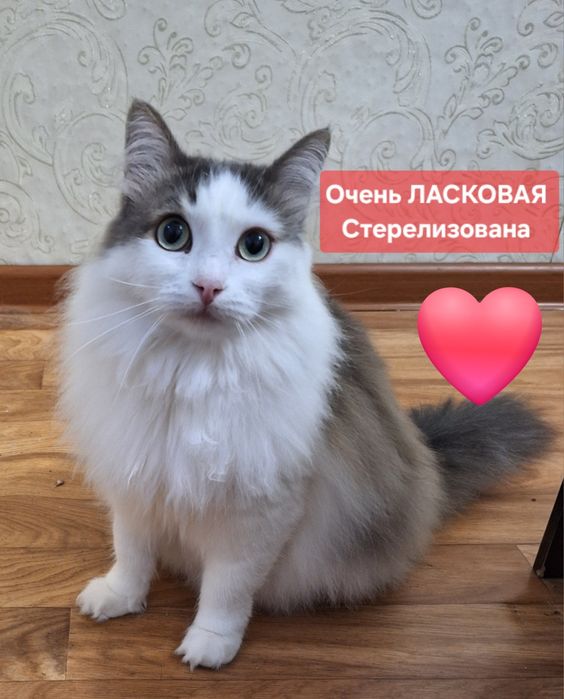 Кошечка с золотым характером .Стерелизована .