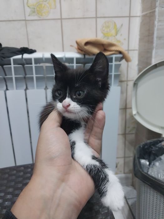 Отдам добрые руки