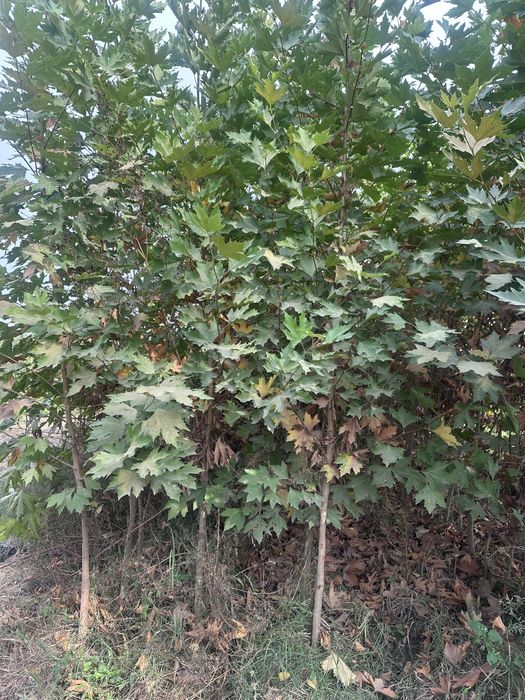 Чинор бор Chinor sotiladi