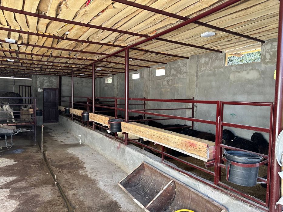Qo’ylar sotiladi