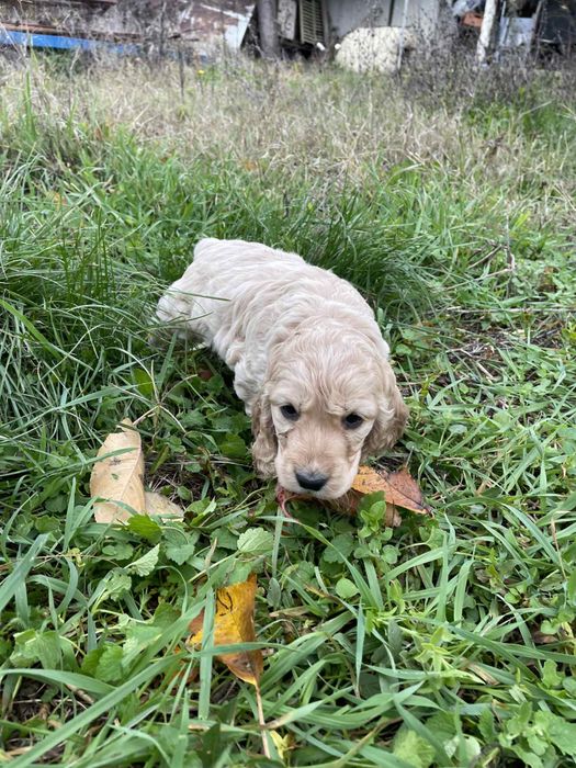 Малки кокерчета мъжко и женски