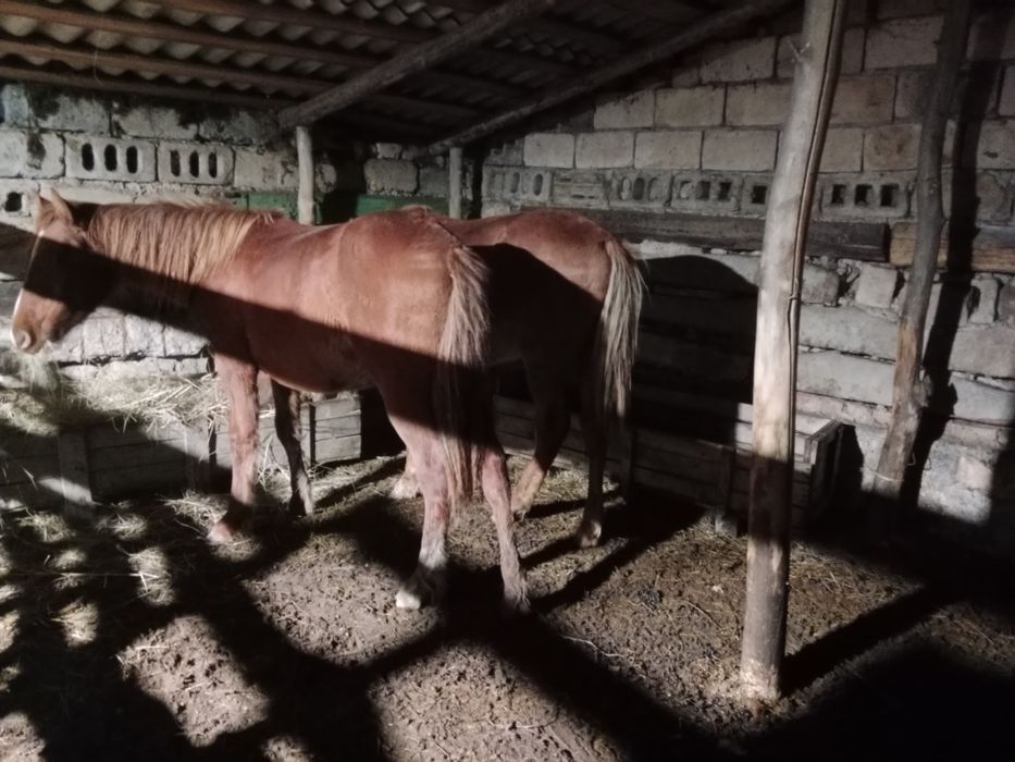 2 бас еркек тай сатылады