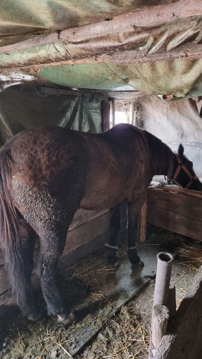 Vând iapa 3 ani si o luna