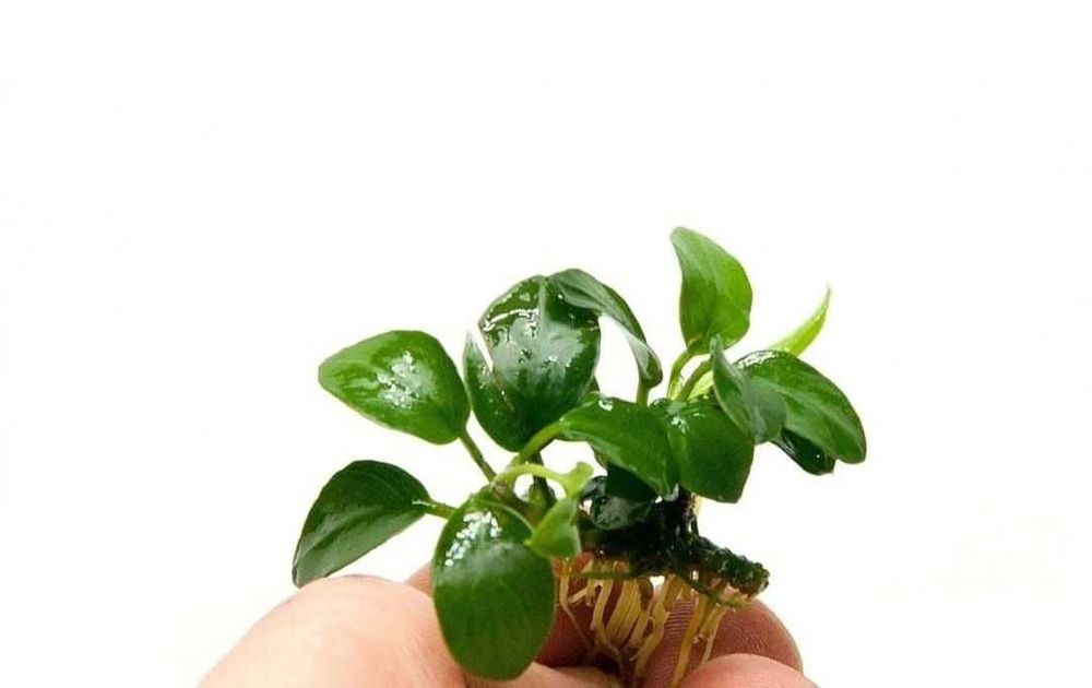 Аквариумное растение анубиус