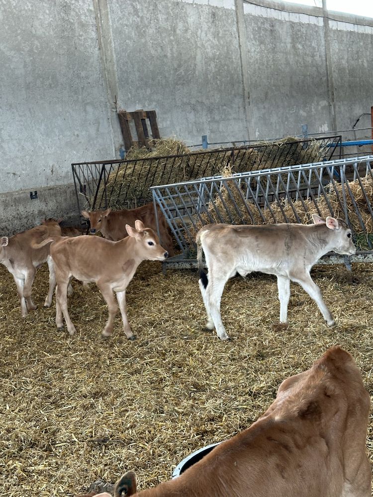 Vand 40 vitei metis, charolais, limousin