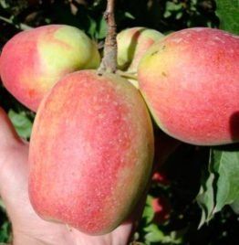 Pomi fructiferi stravechi  glia stramoseasca soiuri de Mar