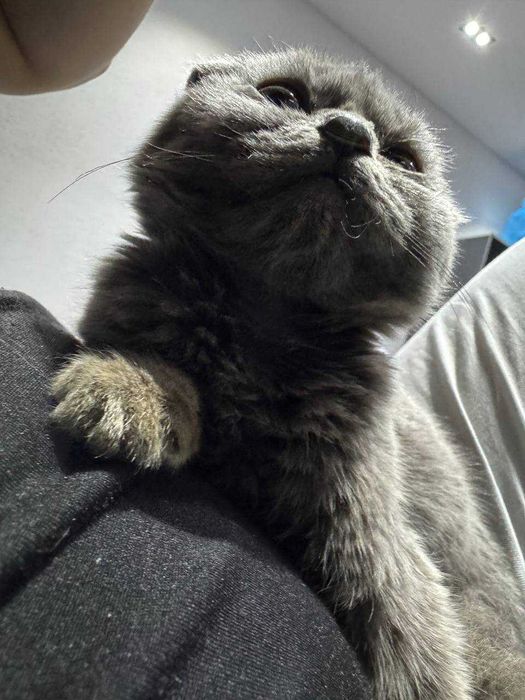 scotish fold СКОТИШ ФОЛД