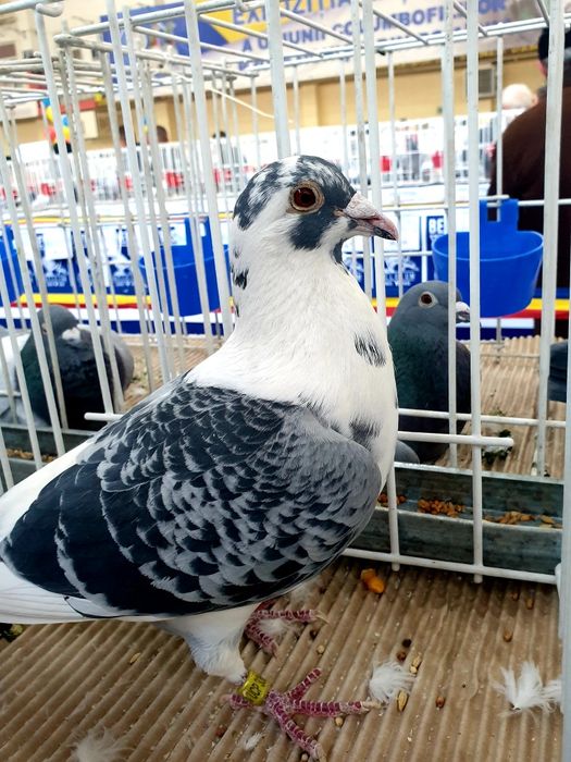 Porumbei ! Pui frați cu porumbeii participanți în expo UCPR