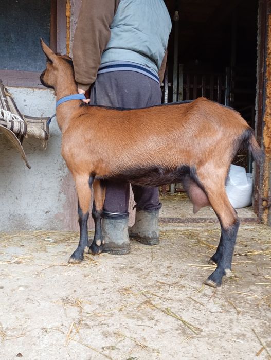 5 Alpine rasă pură