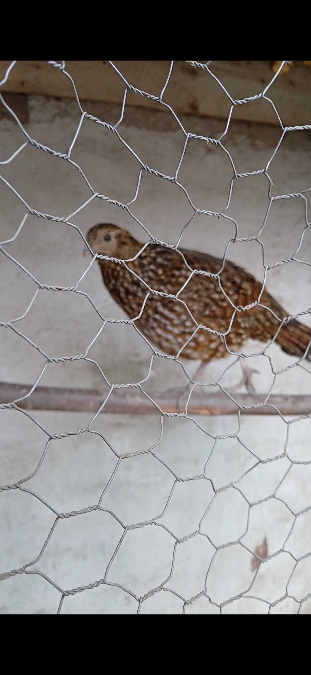 Fazani Tragopan, pereche