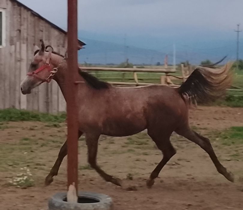 Armasar psa cu pedigree