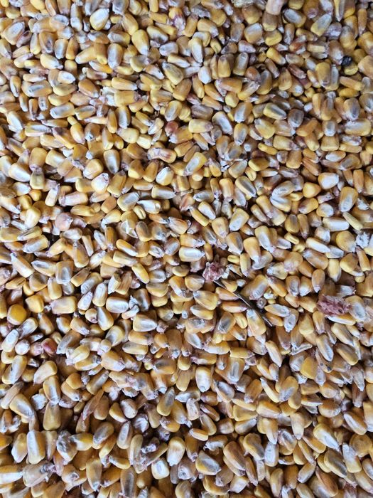 Porumb, grâu  de vânzare