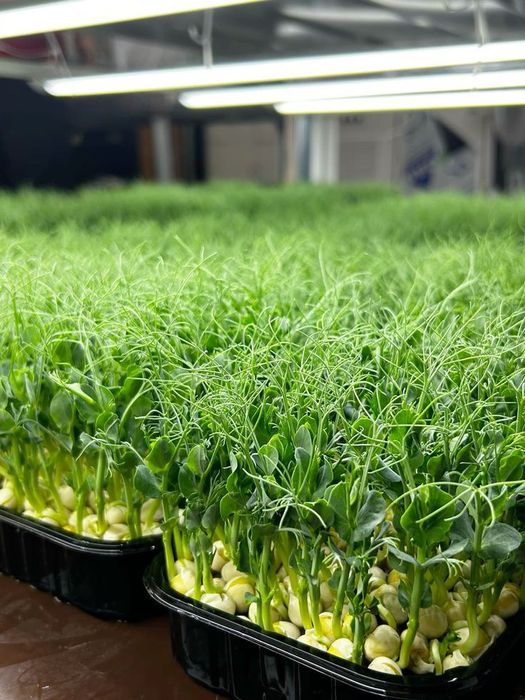 Микрозелень сатылады.