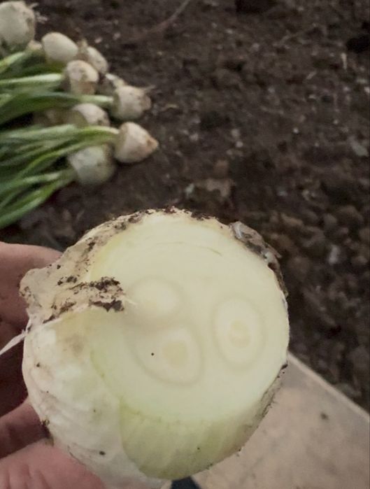 Стардаст. Альба. Блэкстон. Белый лук на зелень. Оргинал.