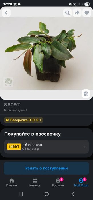 Marcgravia Azreal (Маркгравия)