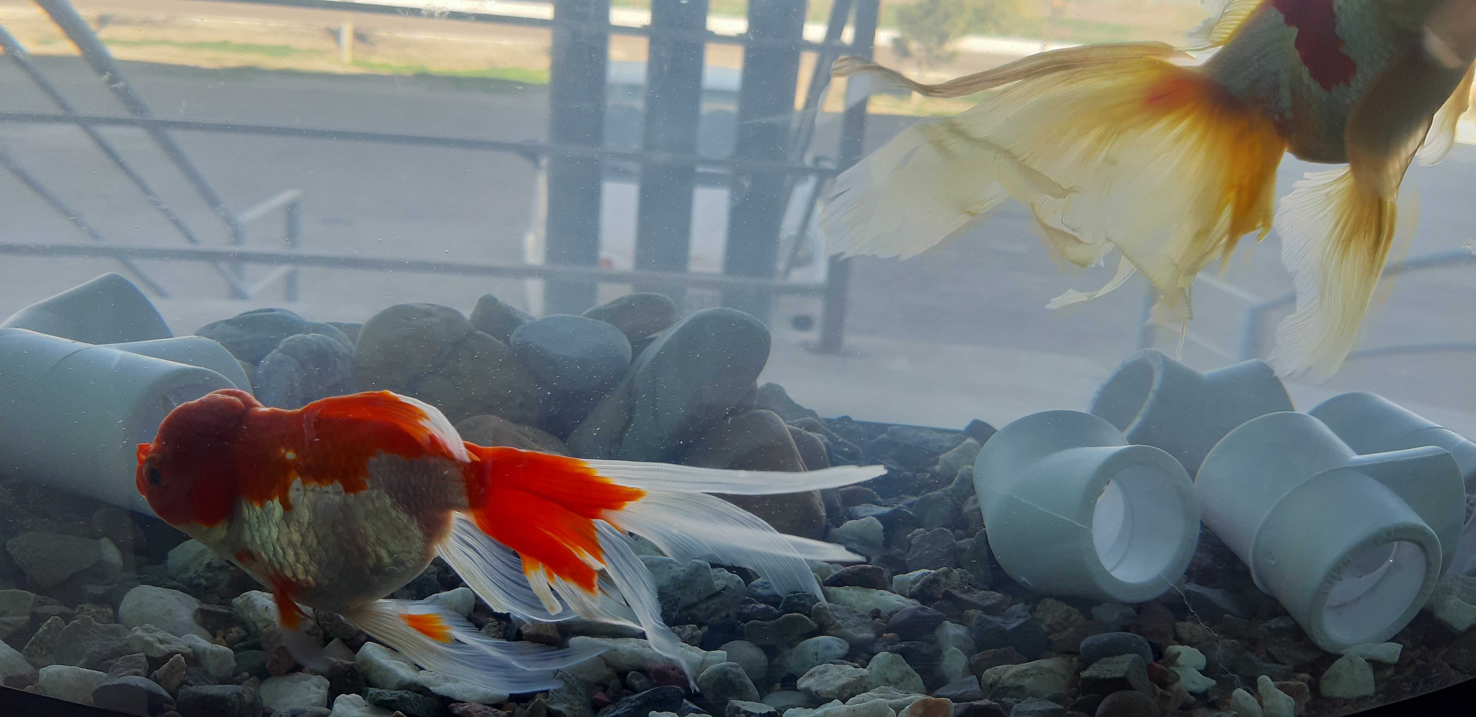Коя рыбы и золотые пара в бассейн в аквариум в ресторан,Гостин,Салон