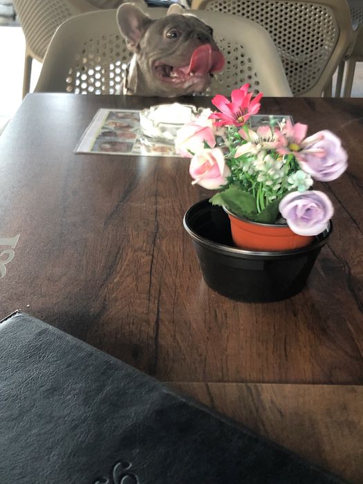 Cazare caini talie mica si medie