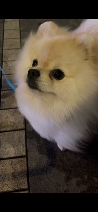 Продам шпица, в связи с переездом