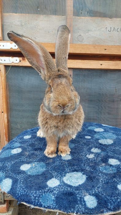 Vând Mascul Uriaș German