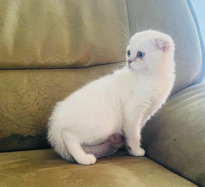 Скоттиш фолд котята