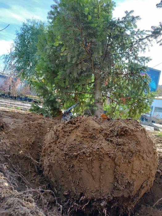 Големи школувани  иглолистни дървета.  София