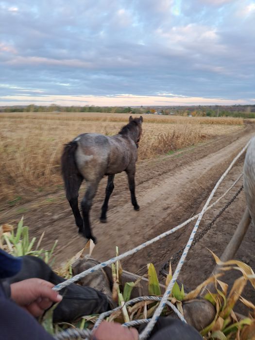 Vând  manza de 5 luni