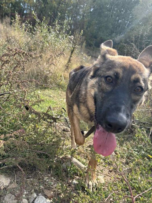 Белгийска овчарка микс