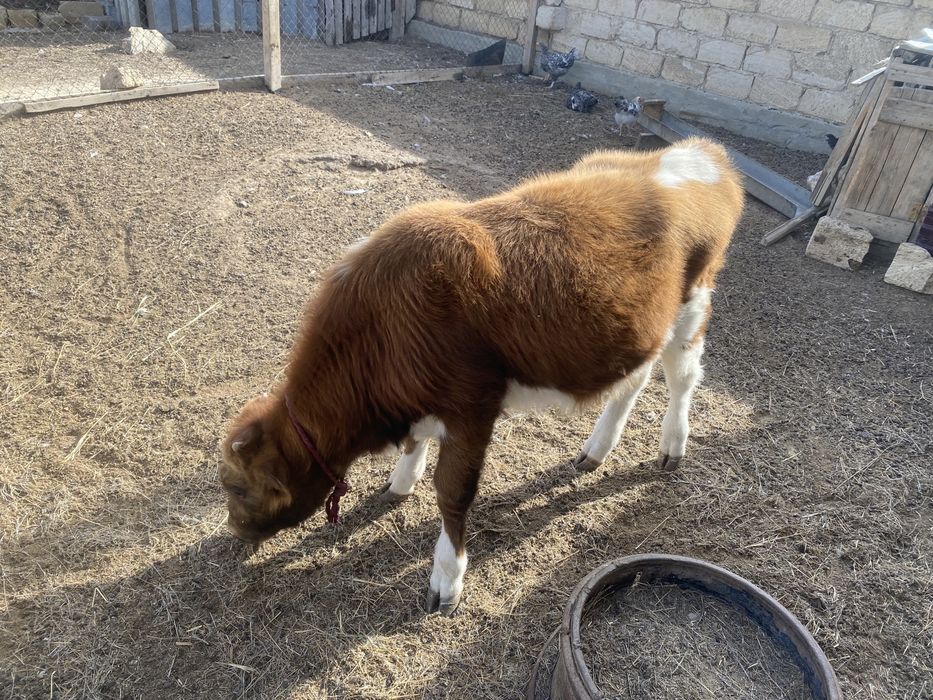 Еркек бұзау семіз 4 айлық