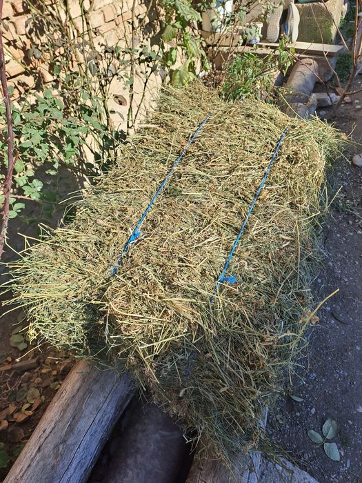 Vând baloti de lucerna.