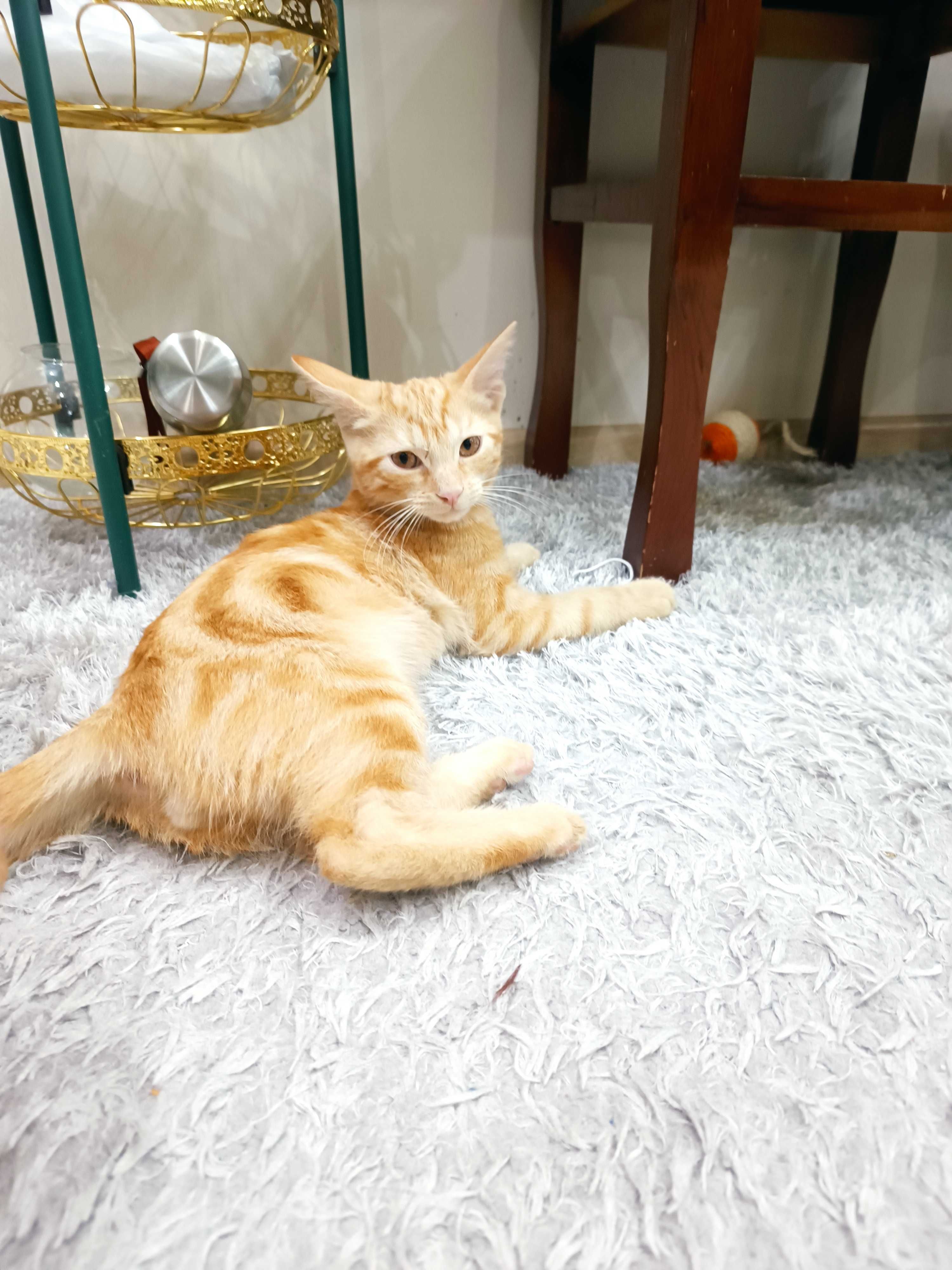 Котенок, мальчик, 5 месяцев