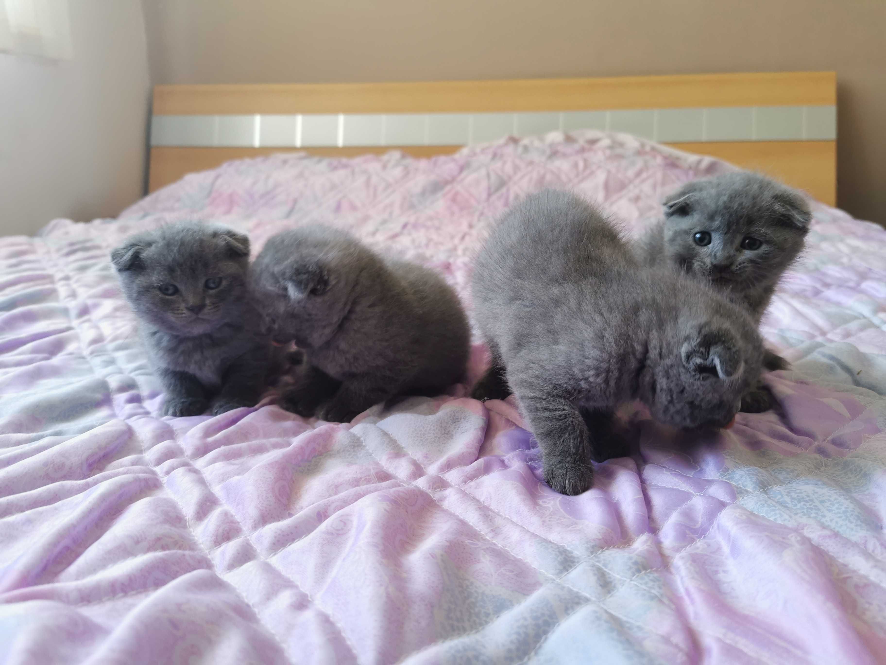 Шотландски клепоухи