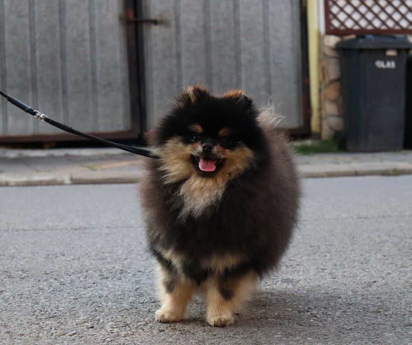 Страхотно момиченце померан с родословие FCI