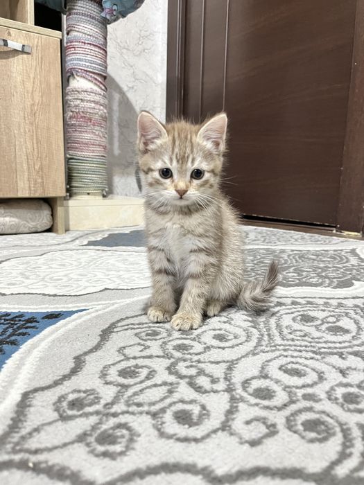 Асал киз мушукча сотилади