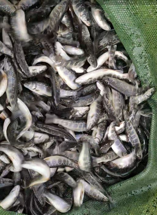 Vand puiet păstrăv fântânel