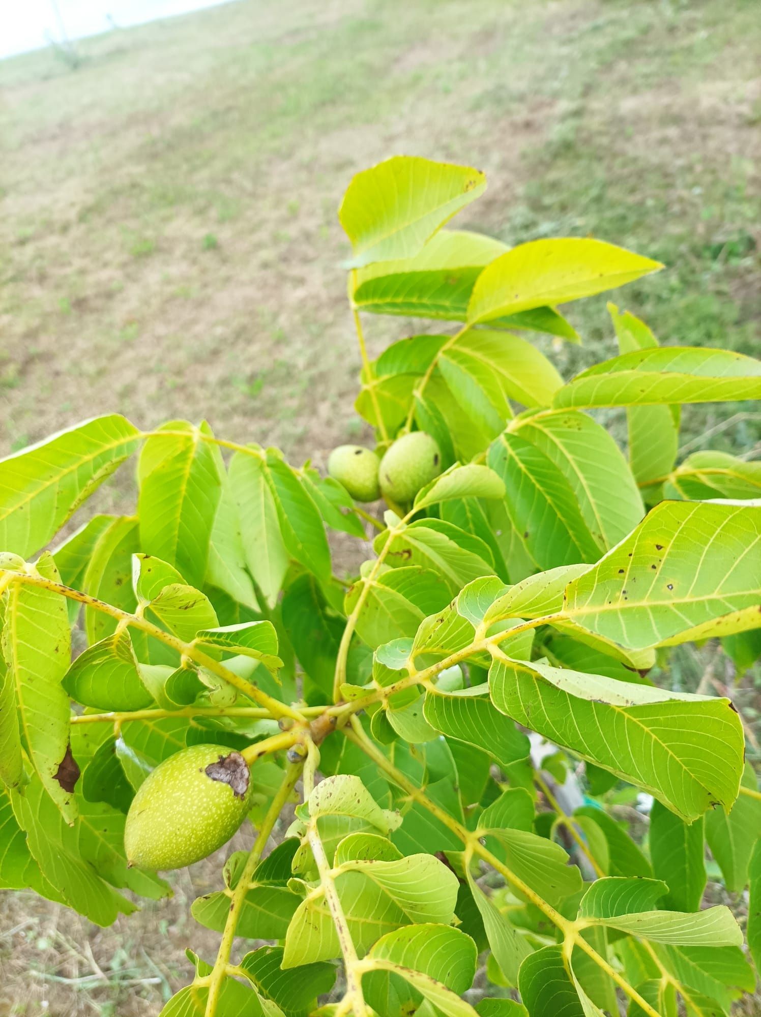 Puieti de migdal