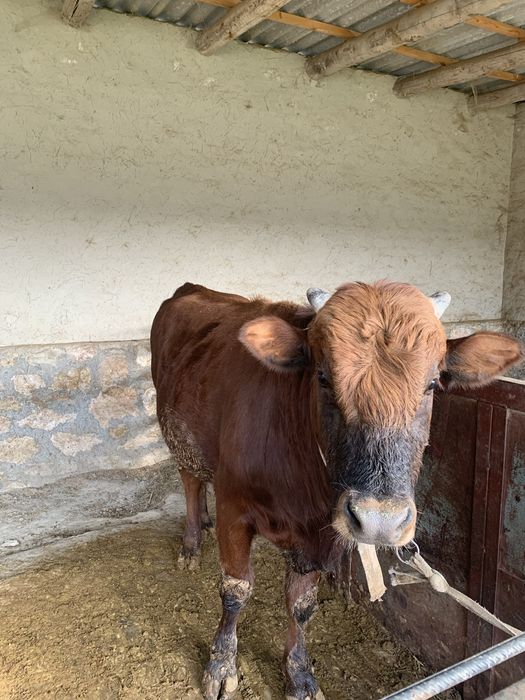 Buqacha tez va arzon Sotiladi