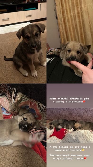 Отдадим Щеноков срочно