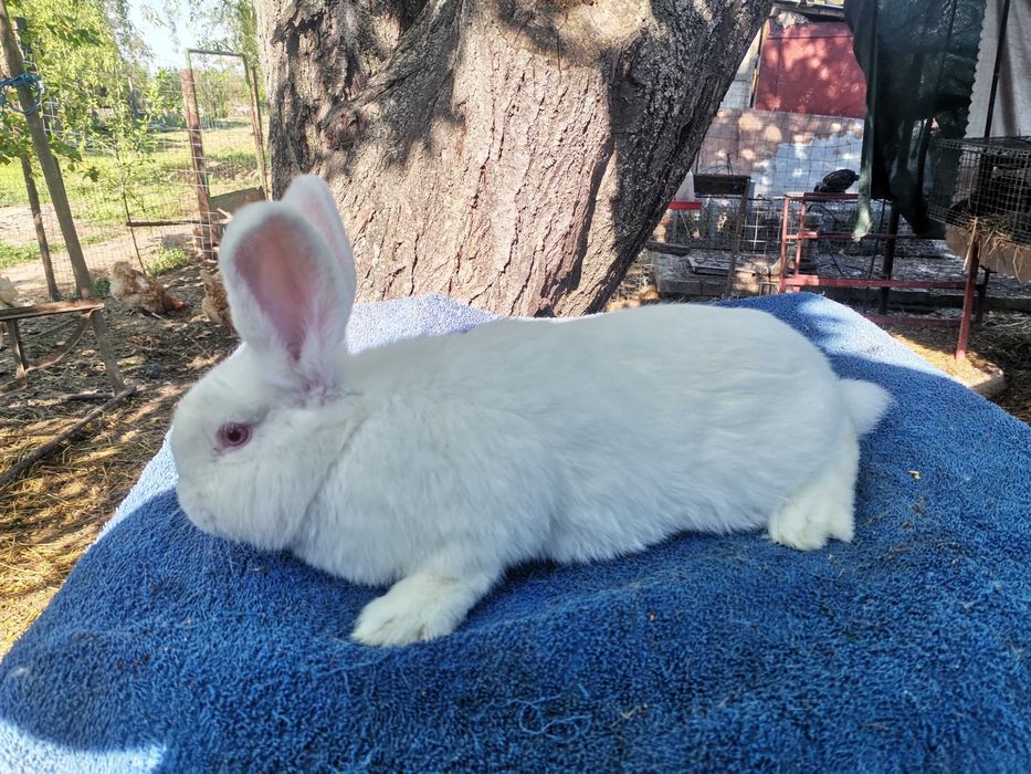 Iepuri neozeelandez alb