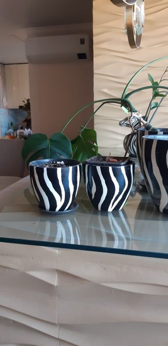 Цветы. Цветы домашние