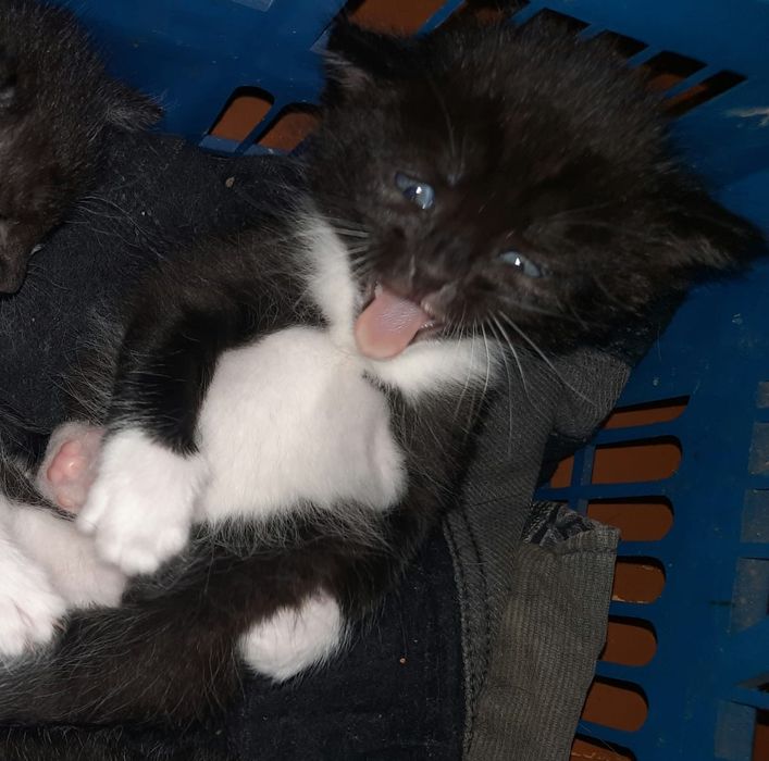 отдам замечательных котят в любящие ручки