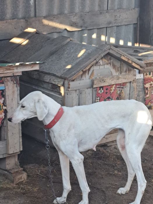 Продам жаргак тазы