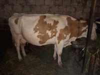 Vaca Baltată Românească