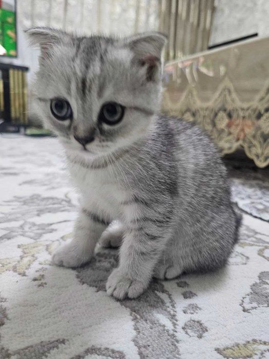 Silver Chinchilla Scottish Fold mushukcha (qiz)
