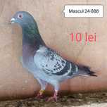 Porumbei voiajori de vanzare
