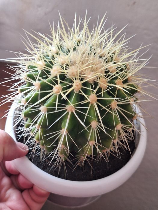 Продам большой кактус    .