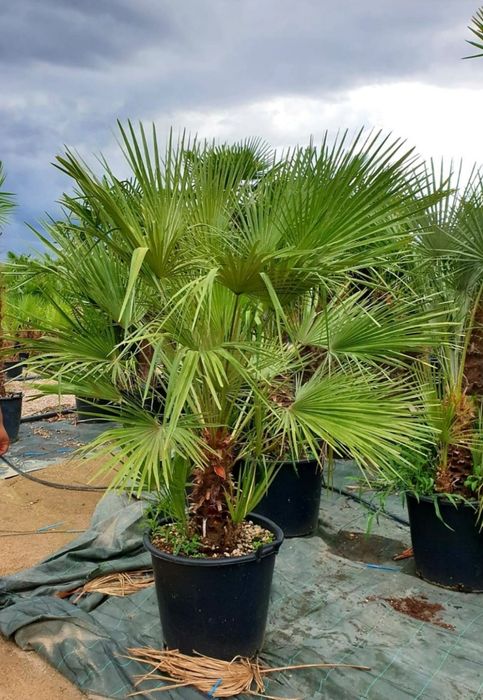 Palmier rezista la frig Trachycarpus Fortunei, rezista la îngheț