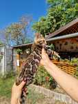 Pui Bengal - Felisa Internationala Lady Daiana