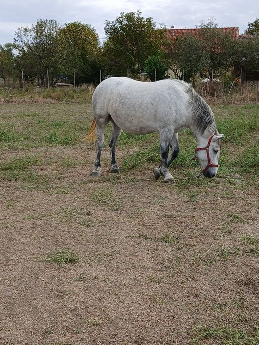 Vând mânzâ sura de trei ani jumate